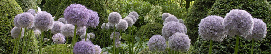 Sectret Normandy - Alliums