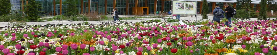 Floriade - Bulb planting outside the Floral Hall