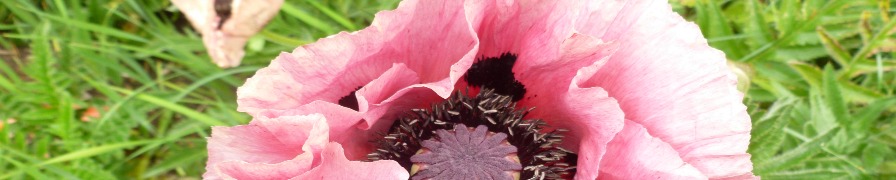 Yorkshire tour Poppy