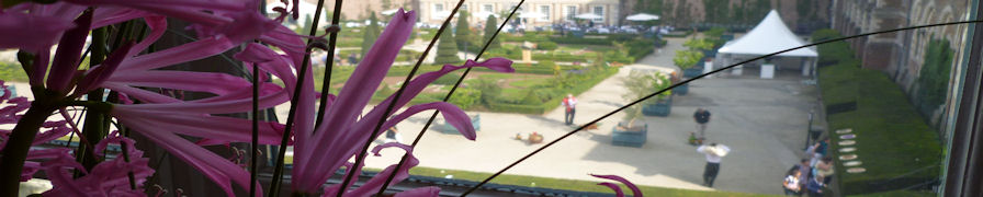 Through the pink flower