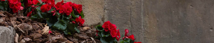 Girona Flower Festival 2016 - steps