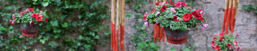 Girona Flower Festival 2016 - Hanging geraniums