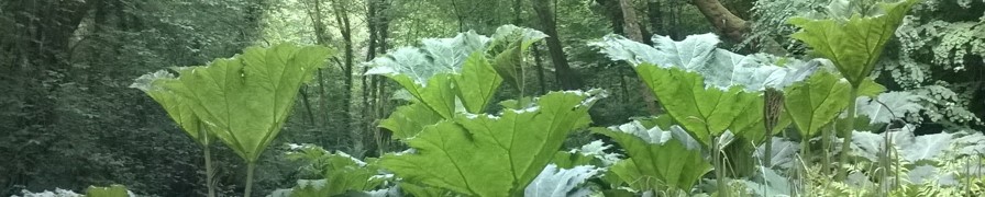 Plas Cadnant 3 - Gunnera