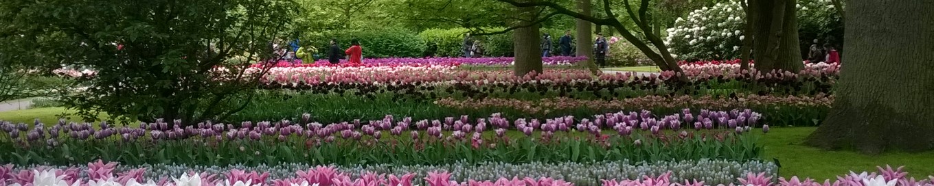 Keukenhof - Tulips