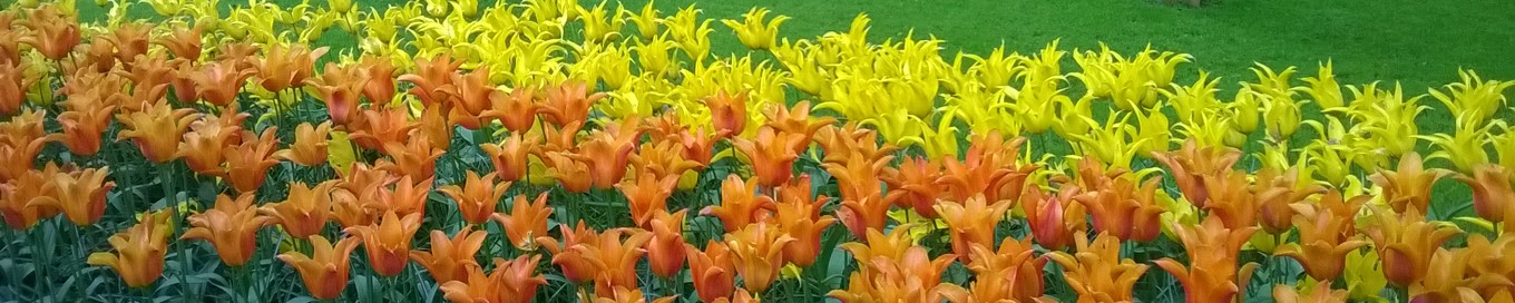 Keukenhof 2019 - Tulips 1