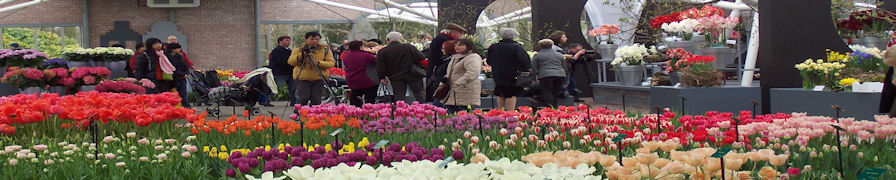 Indoor Tulips