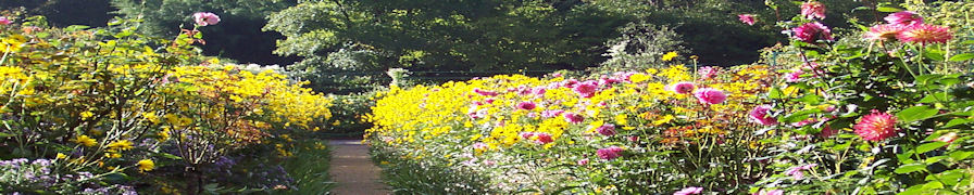 Monet Helianthus